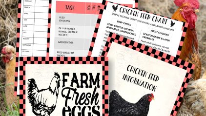 Backyard Chicken Planner PLR